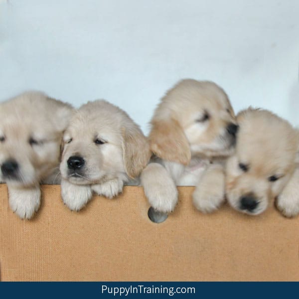 7 week old golden retriever