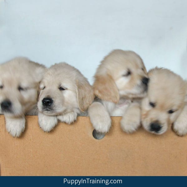 Our Litter Of Golden Pups - Week 7 - Puppy Training