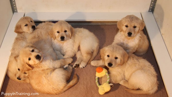 Our Litter Of Golden Pups - Week 7 - Puppy Training