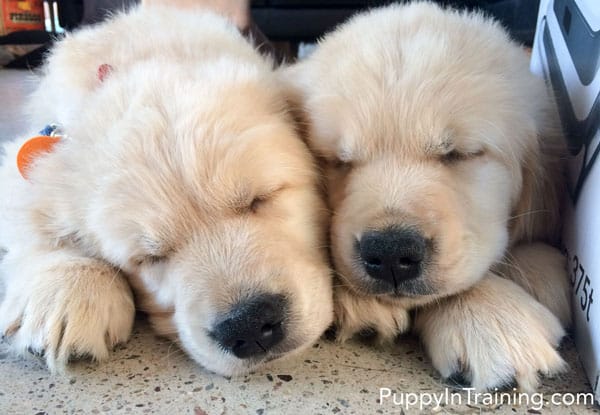 golden retriever puppies cuddling