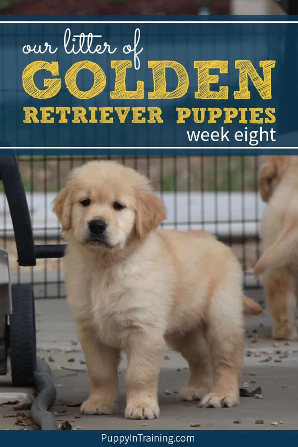 Potty training 8 week old hot sale golden retriever