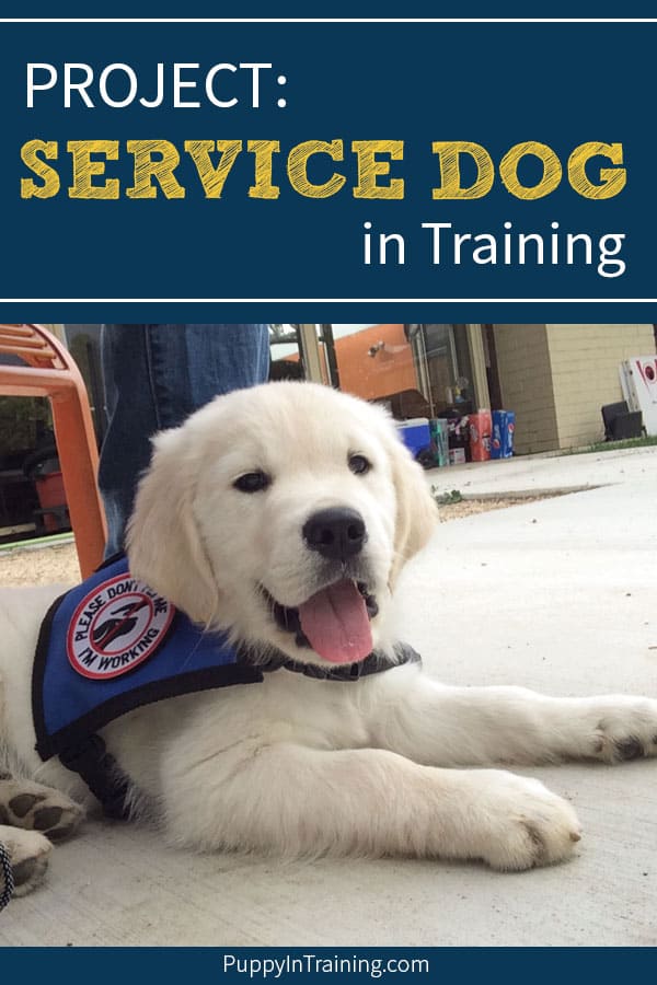 are service dogs trained from puppies