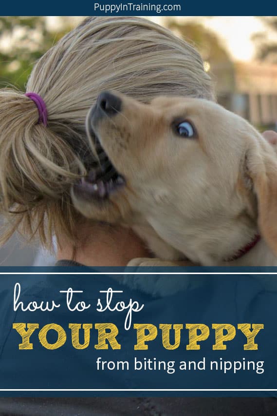 The Ultimate Guide: How To Stop A Puppy From Biting And Nipping