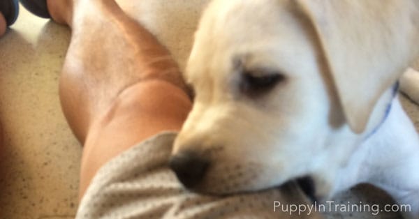 Labrador puppies clearance biting