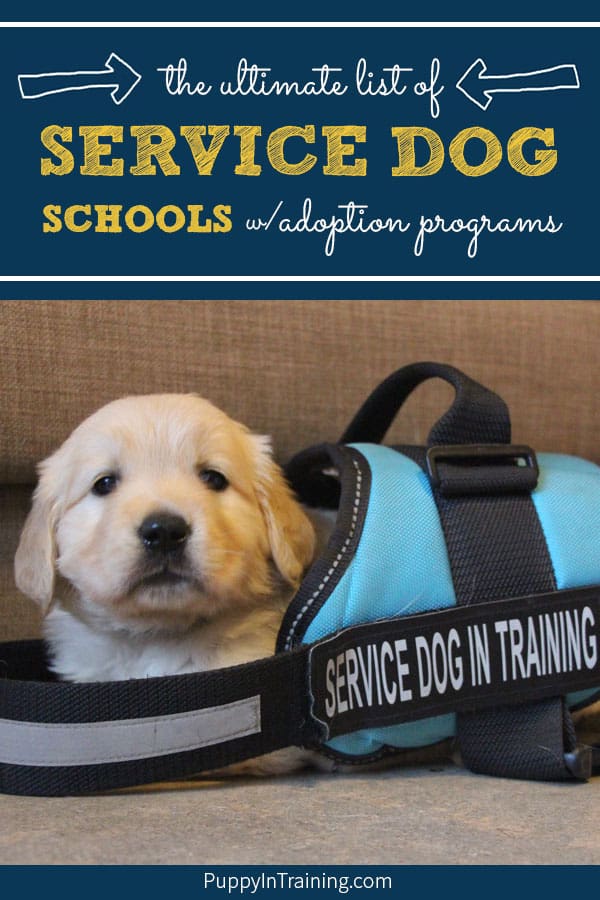 Service Dog Schools With Adoption 