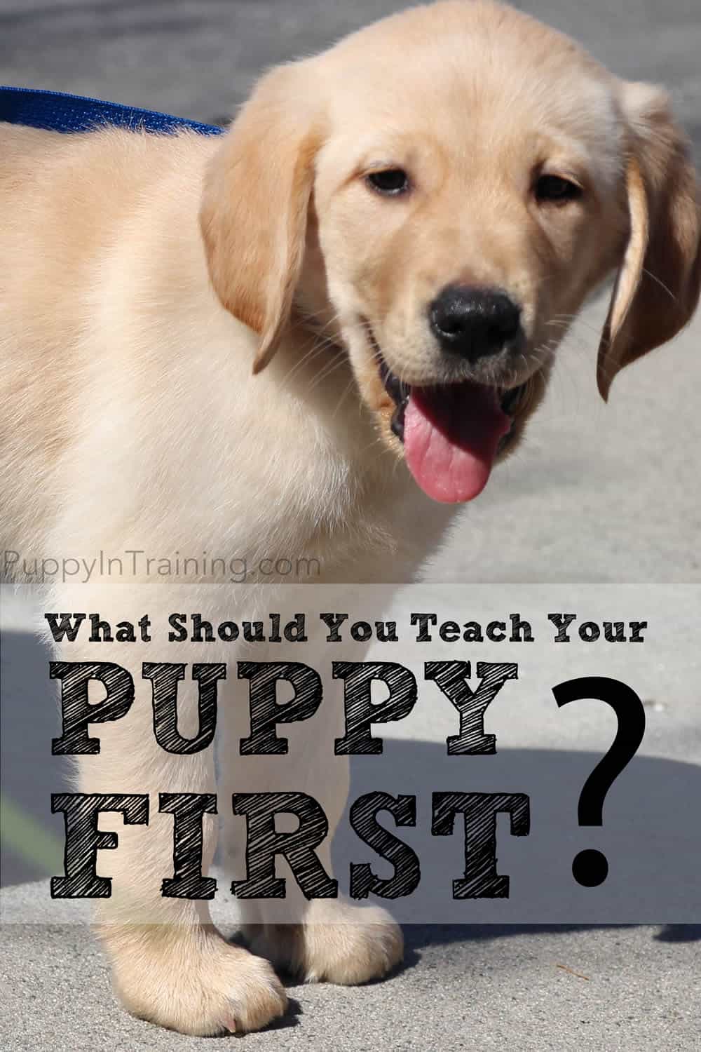 what-should-you-teach-your-puppy-first