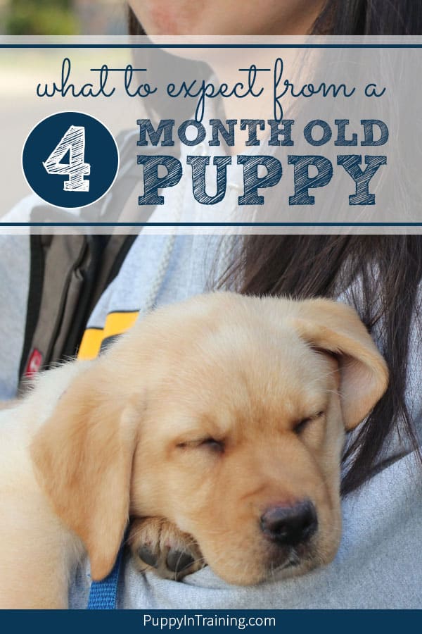 how often should a 4 week old puppy poop