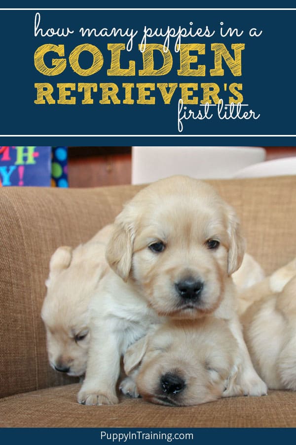 What Will Be Our Golden Retriever S First Litter Size Puppy In Training