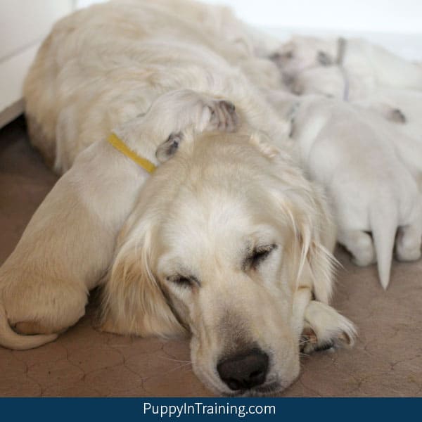 15 essentials for your whelping kit: Be completely prepared - Pupstarts  Breeders