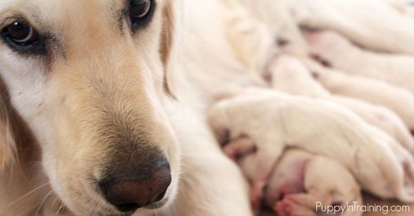 Newborn Pet Scale - Breeder Essentials