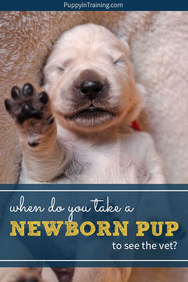 when should newborn puppies go to the vet