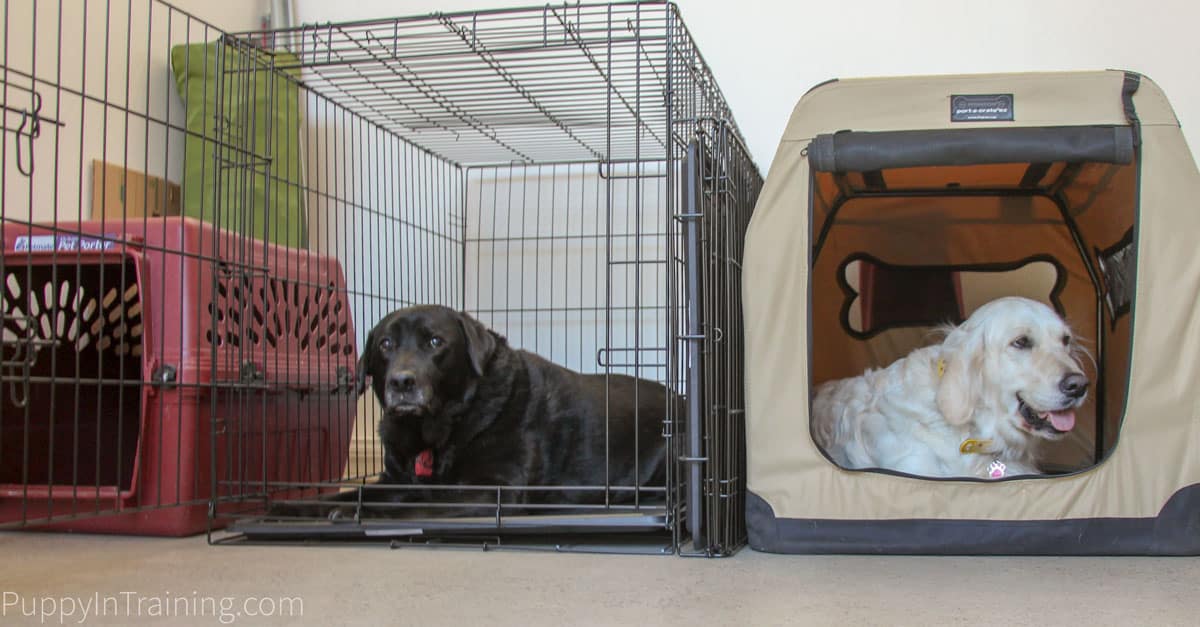dog crate for labrador
