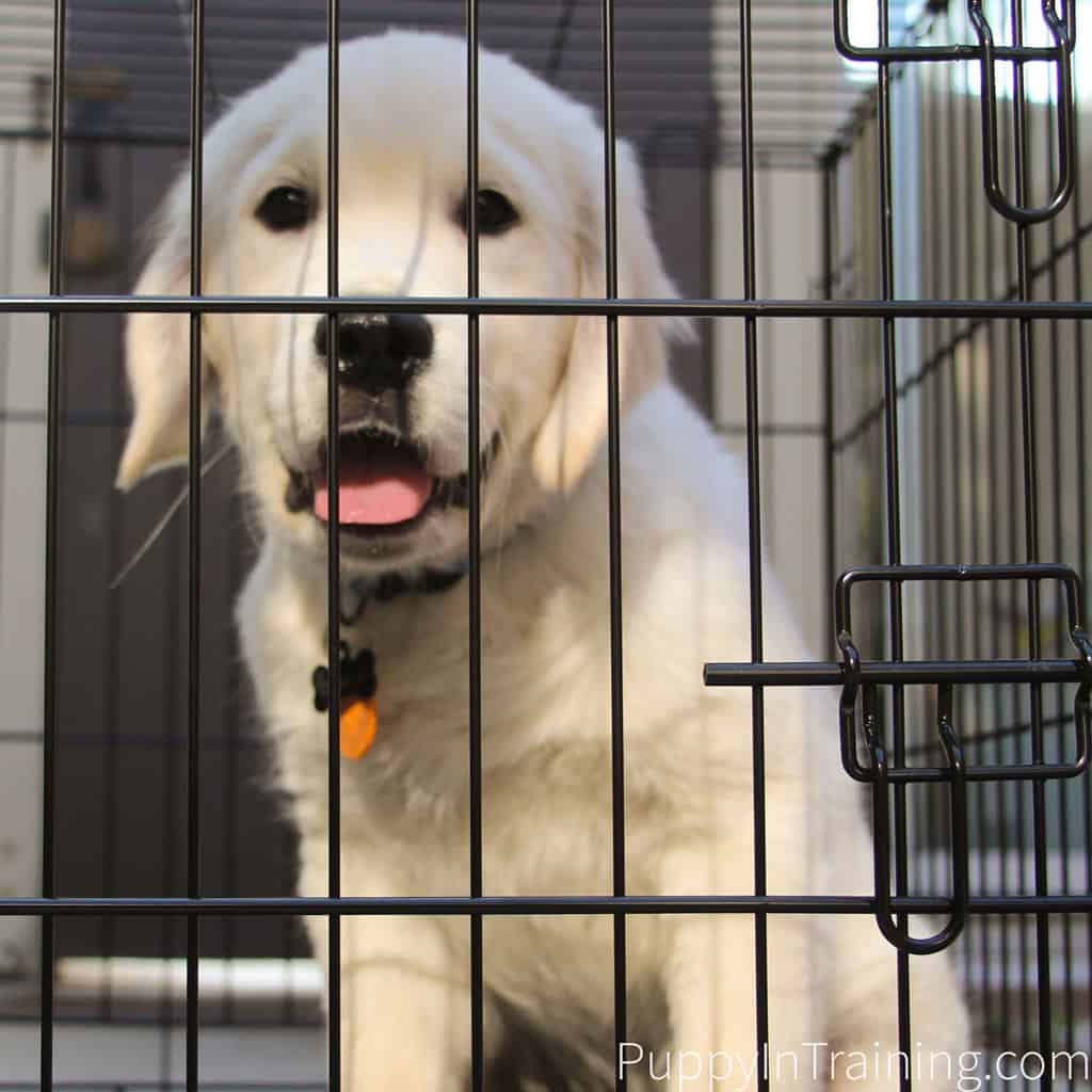 Cage puppy outlet