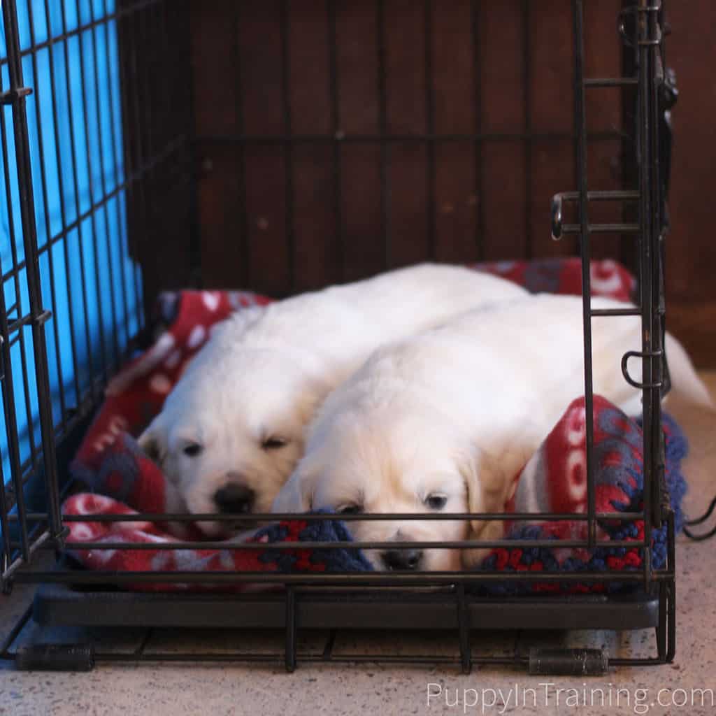 puppy dog crate