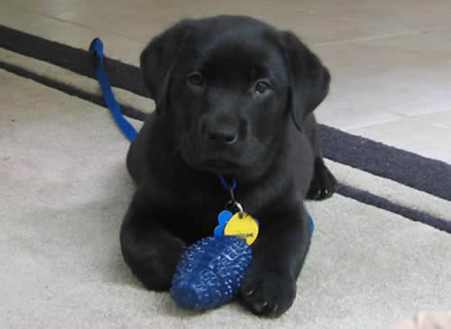 Should puppy sleep in crate first night outlet home