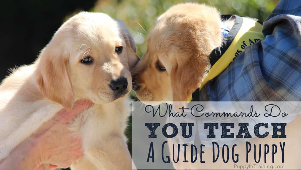 what commands do guide dogs know