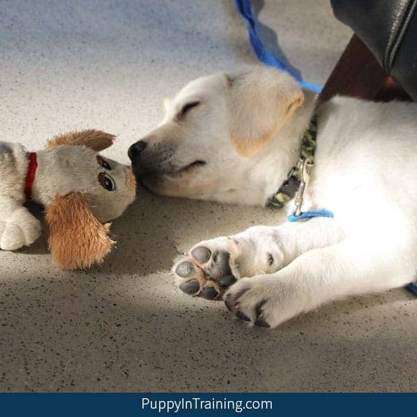 bringing home a labrador puppy