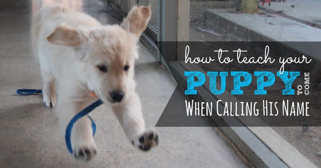 How To Teach Your Puppy His Name - Puppy In Training