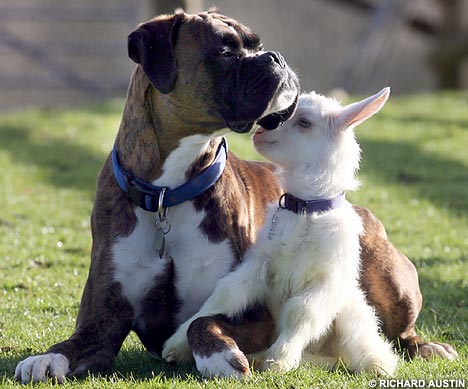 baby goat and dog