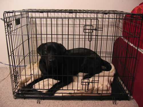 how many hours a day should a dog be crated