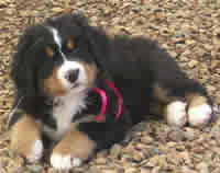 bernese mountain dog dachshund mix