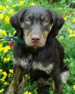 Brindle labrador hot sale puppies