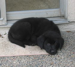 What Is Big Black Dog Syndrome Puppy In Training