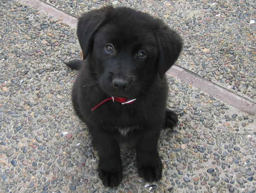 can two brown dogs have black puppies