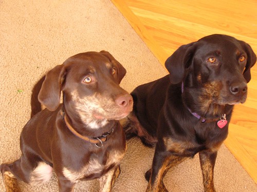 tan labrador retriever