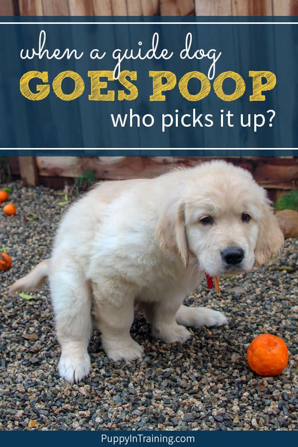 Who Picks Up Guide Dog Poop? Puppy In Training