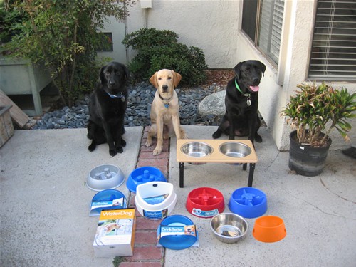 Outside dog clearance bowls