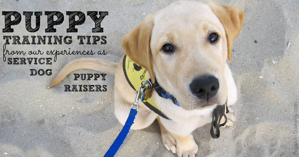 Puppy Training Tips From Our Experiences As Service Dog