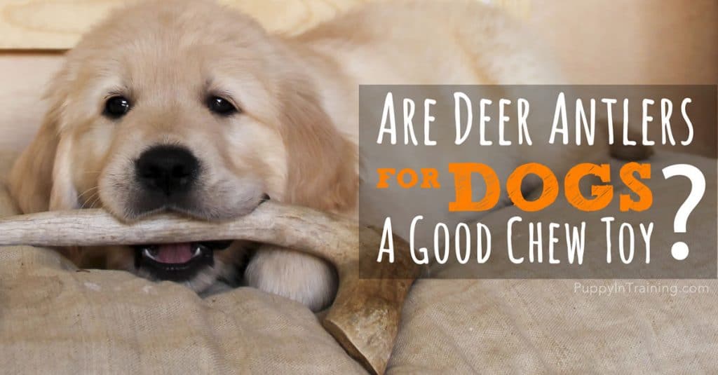 Are Deer Antlers Good For Dogs