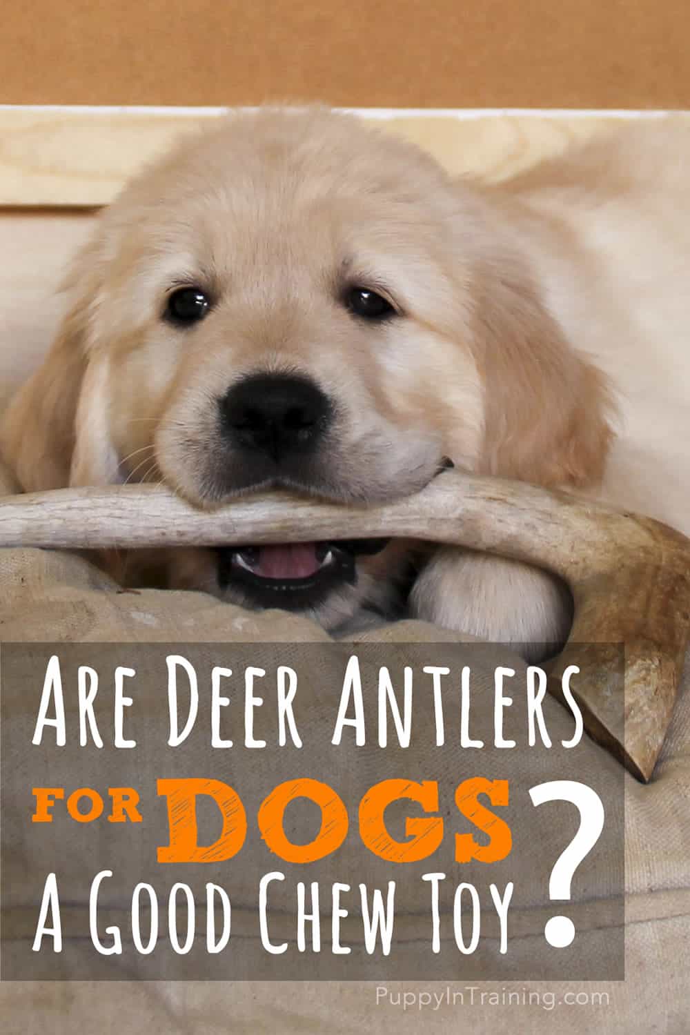 Are Deer Antlers For Dogs A Good Chew Toy?