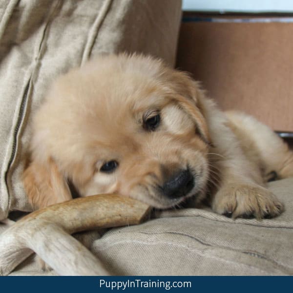 puppies and antlers