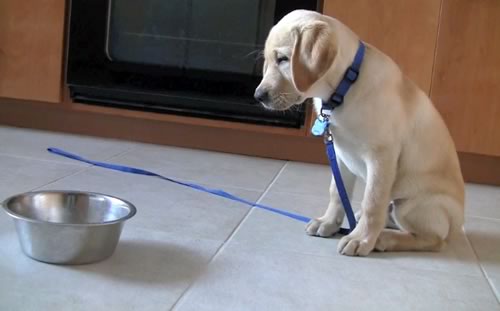 what to feed a 7 week old puppy