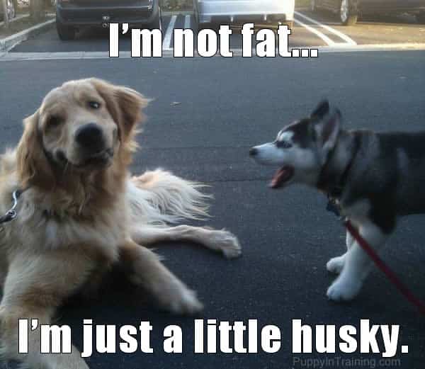 MAGNET Funny Humor Fridge Dog Puppy I'm Not Fat I'm Just a Little HUSKY