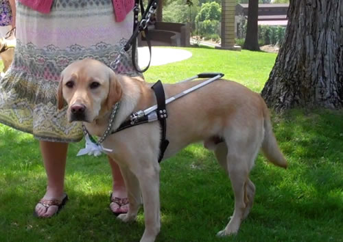 The Ultimate List Of Guide Dog Schools In The United States And Canada
