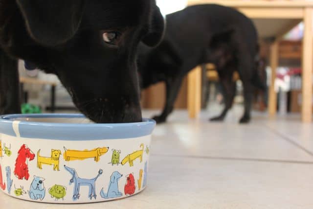 https://puppyintraining.com/wp-content/uploads/2012/08/ceramic-dog-bowl-linus.jpg