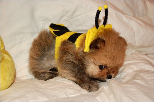 The 4 Cutest Dog Halloween Costumes Ever
