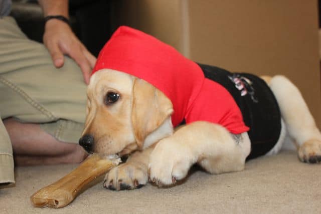 The 4 Cutest Dog Halloween Costumes Ever