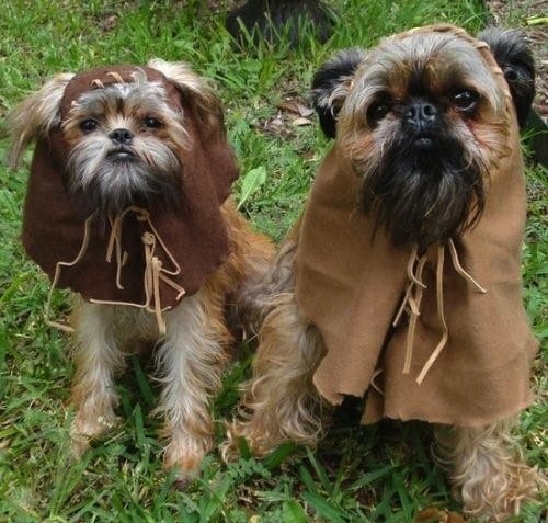 Chewbacca dog outlet costume