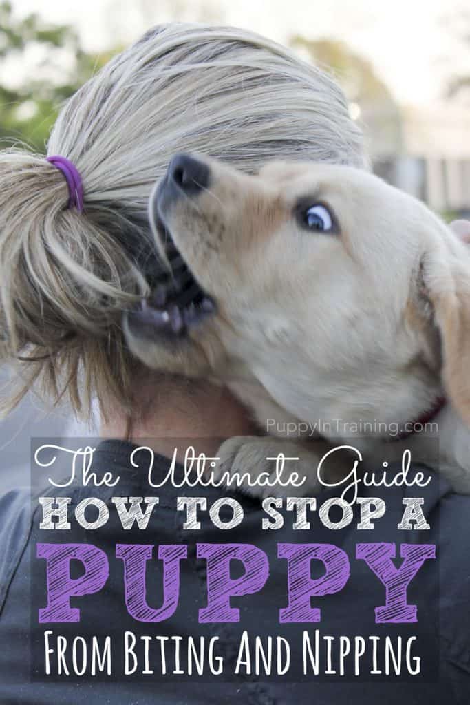 The Ultimate Guide How To Stop A Puppy From Biting And