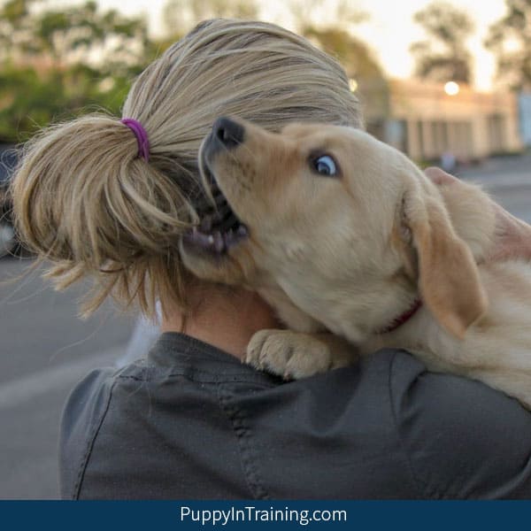 The Ultimate Guide How To Stop A Puppy From Biting And