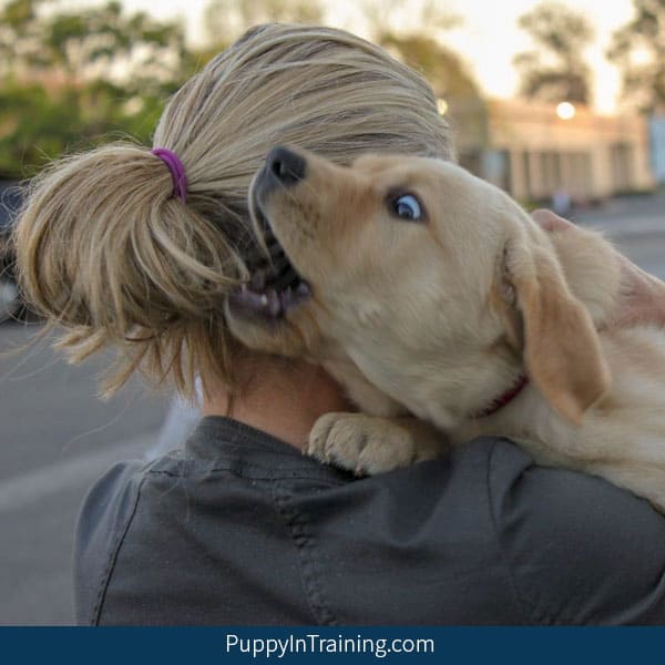 Pitbull puppy outlet biting hard