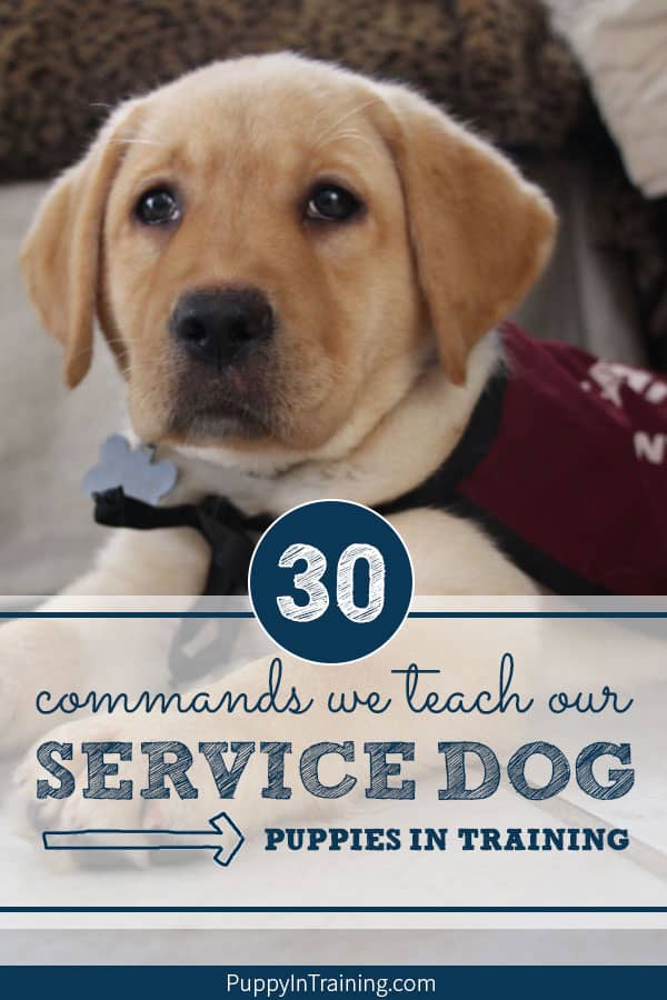 What Commands Do You Teach A Service Dog 