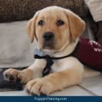What commands dog you teach a service dog puppy in training?