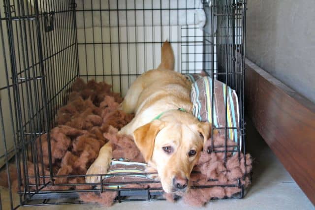 4 Future Benefits Of Crate Training Your Puppy