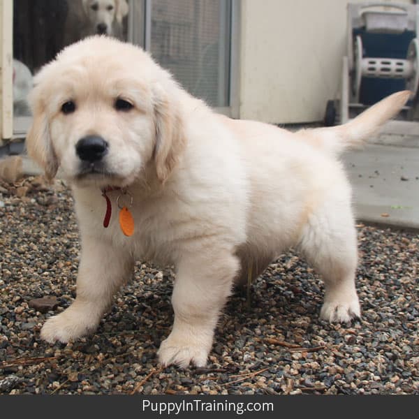 3 month old puppy peeing store in house