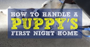 How Do I Stop My Dog Peeing Inside At Night How Do I Stop My Dog Peeing Inside At Night